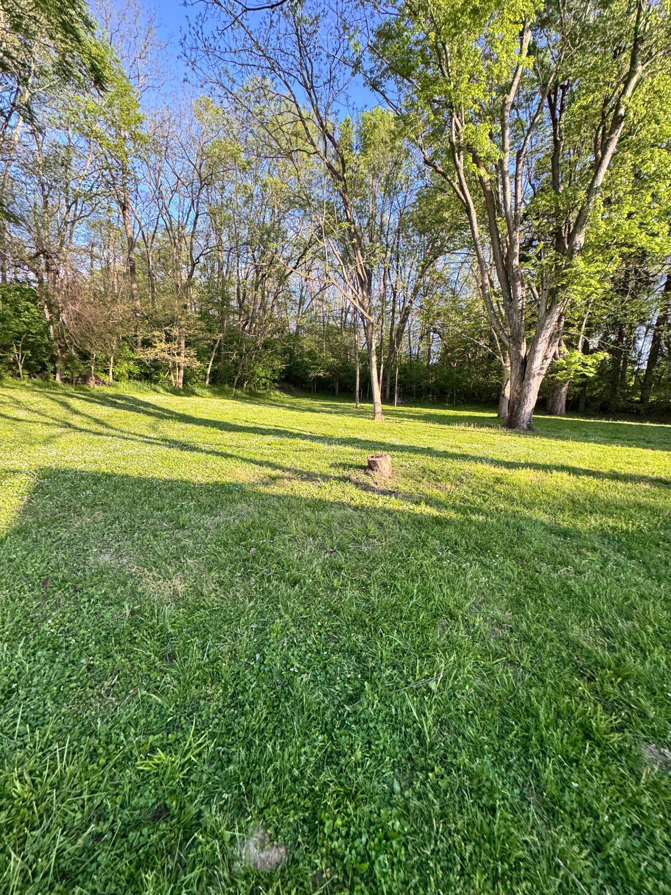 Backyard cleared of fallen limbs