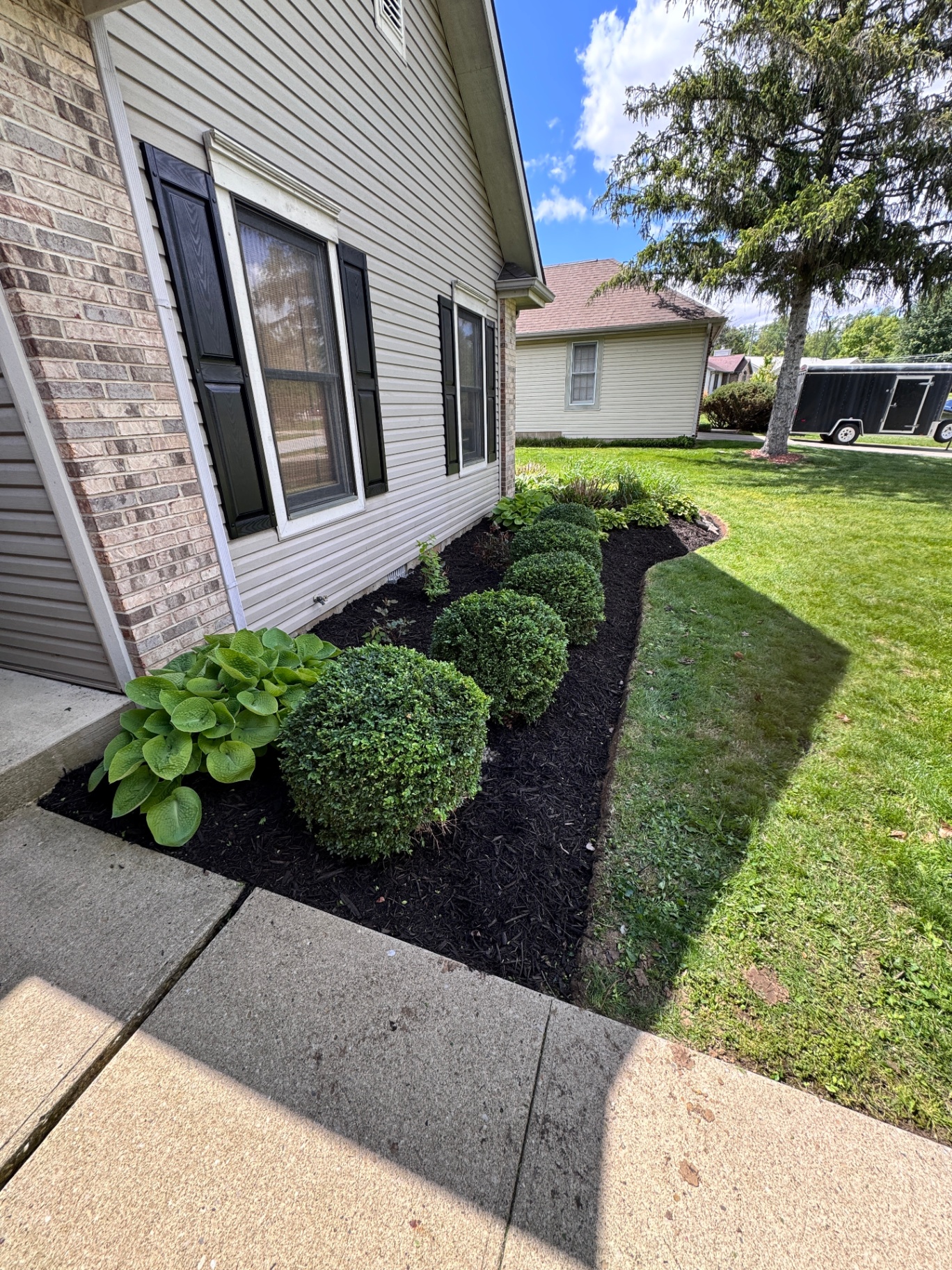 Dark mulch bed with boxwoods and hostas