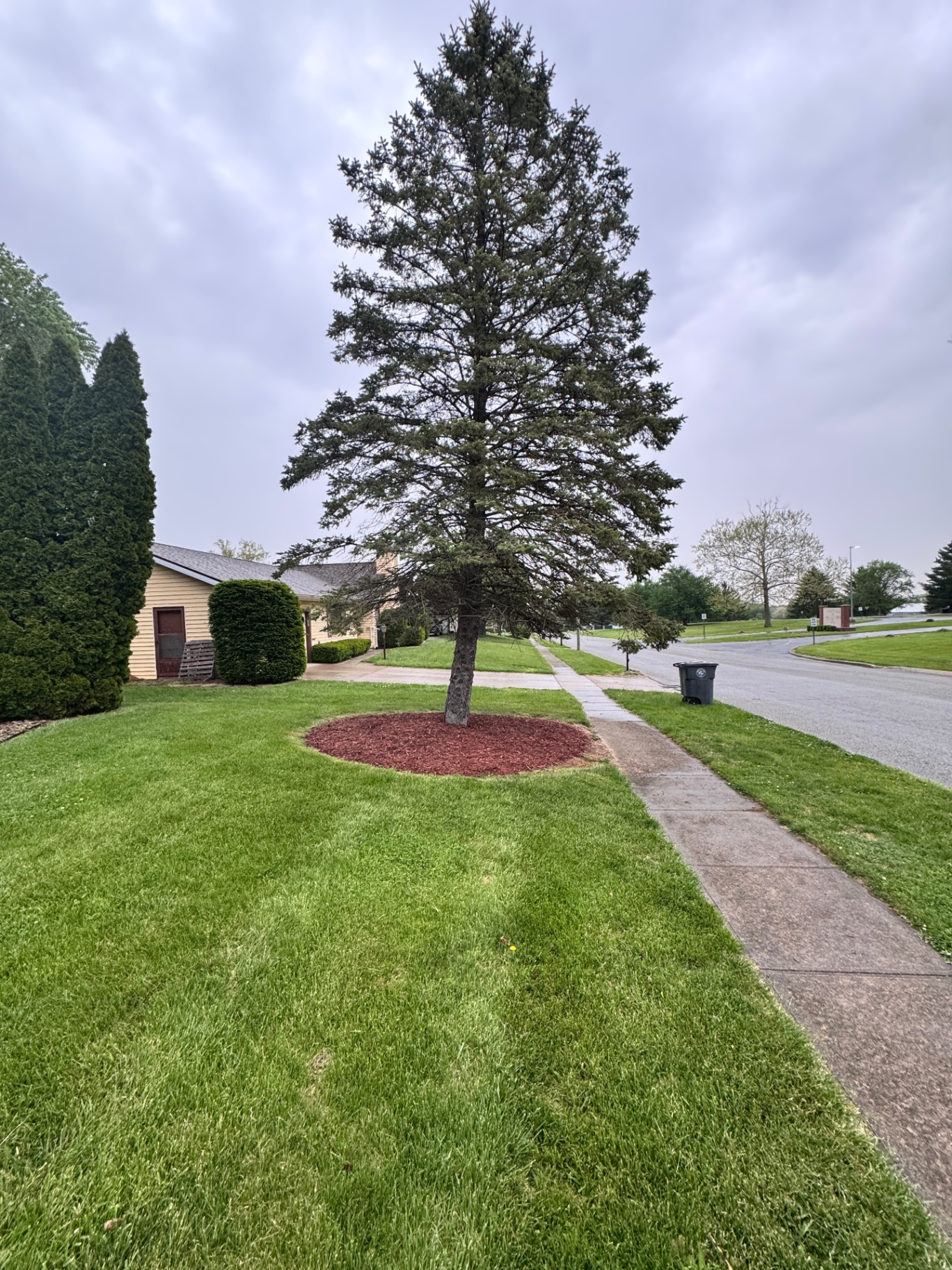 Red mulch ring around a pine tree