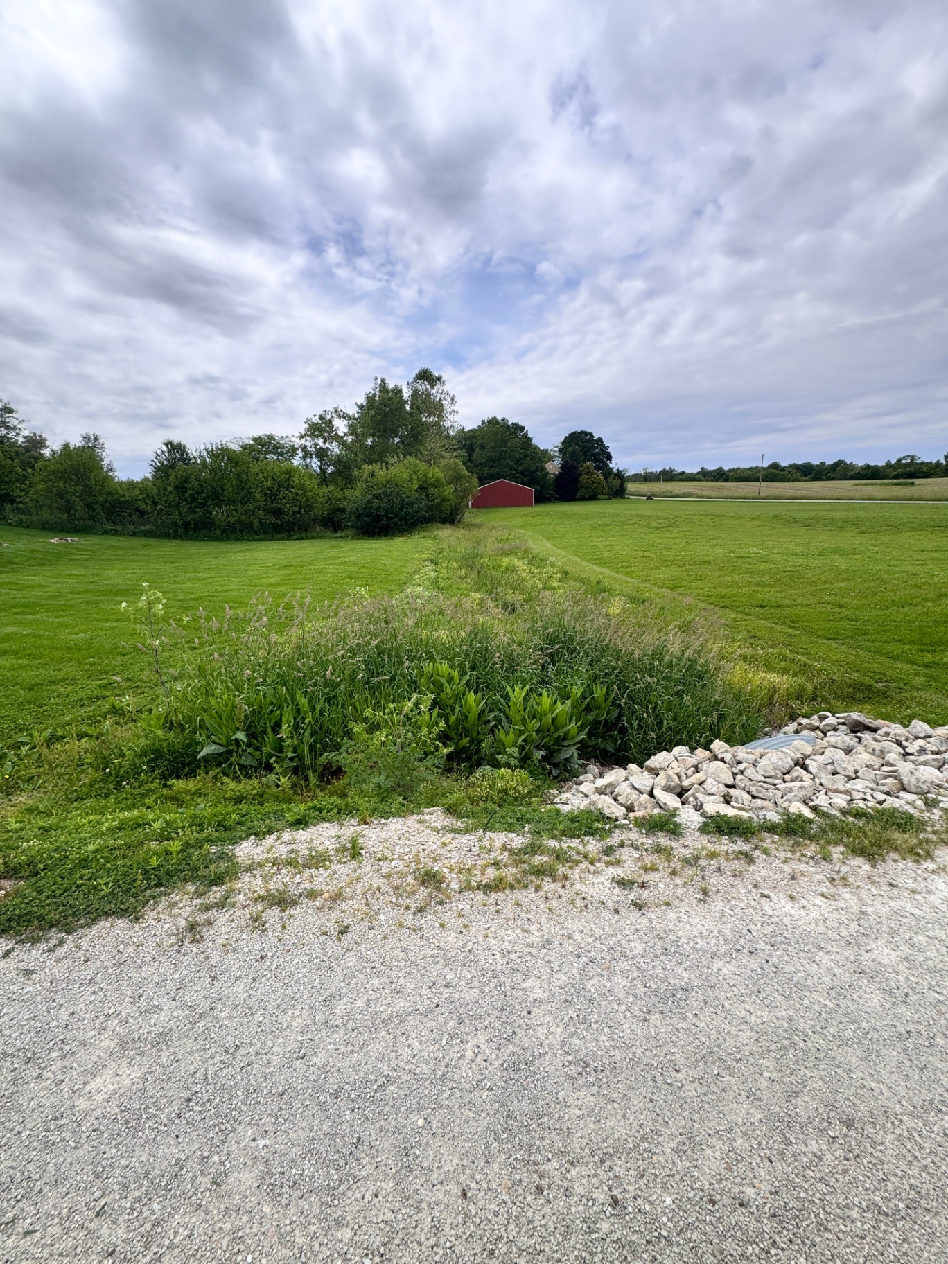 Overgrown weeds along a rural drainage ditch