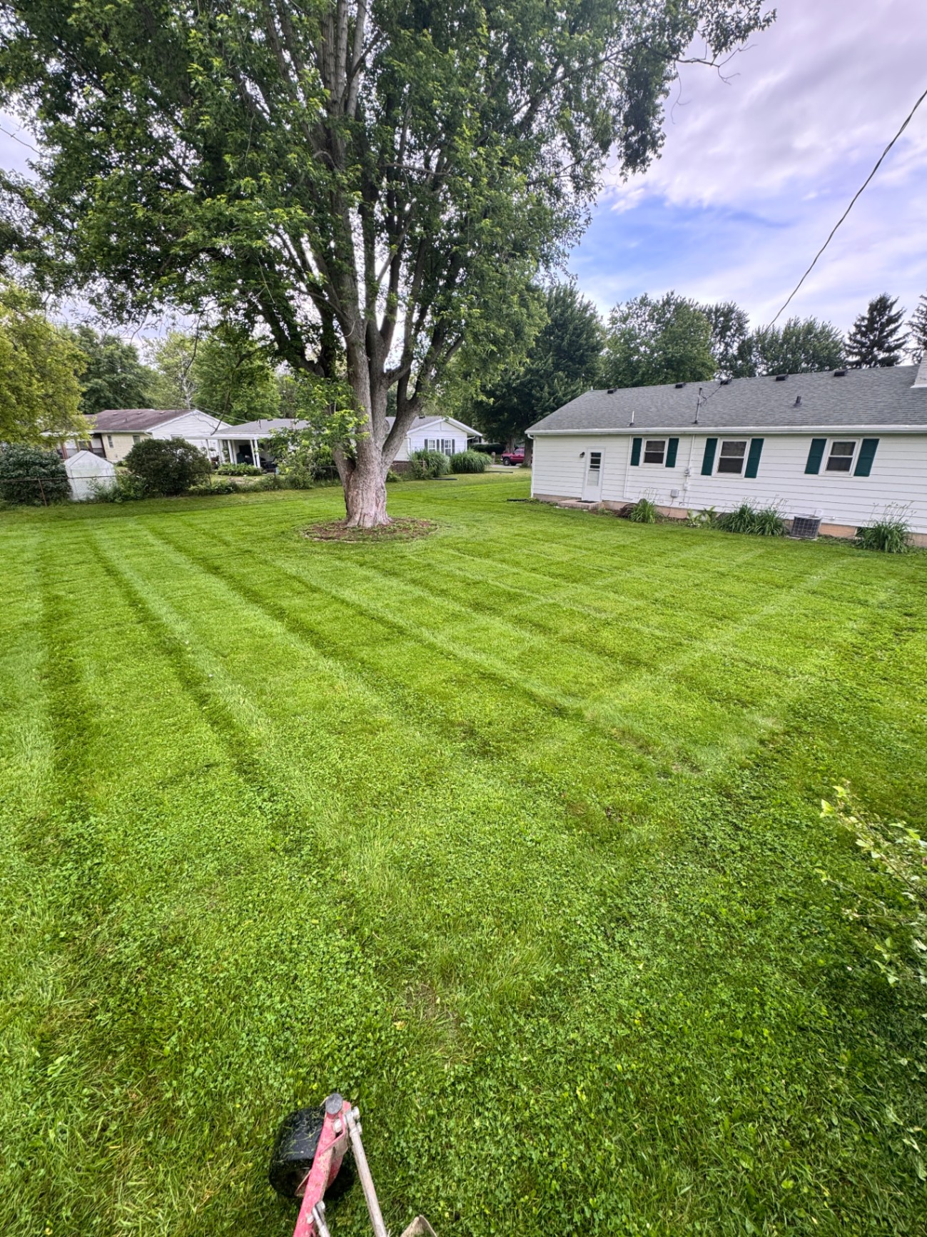 Checkerboard mow around a large tree