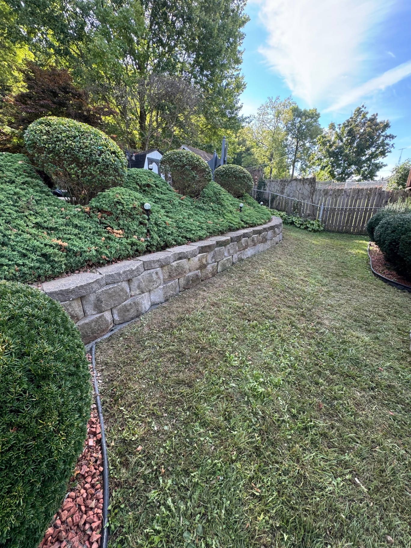 Curved stacked-stone retaining wall holding an evergreen bed