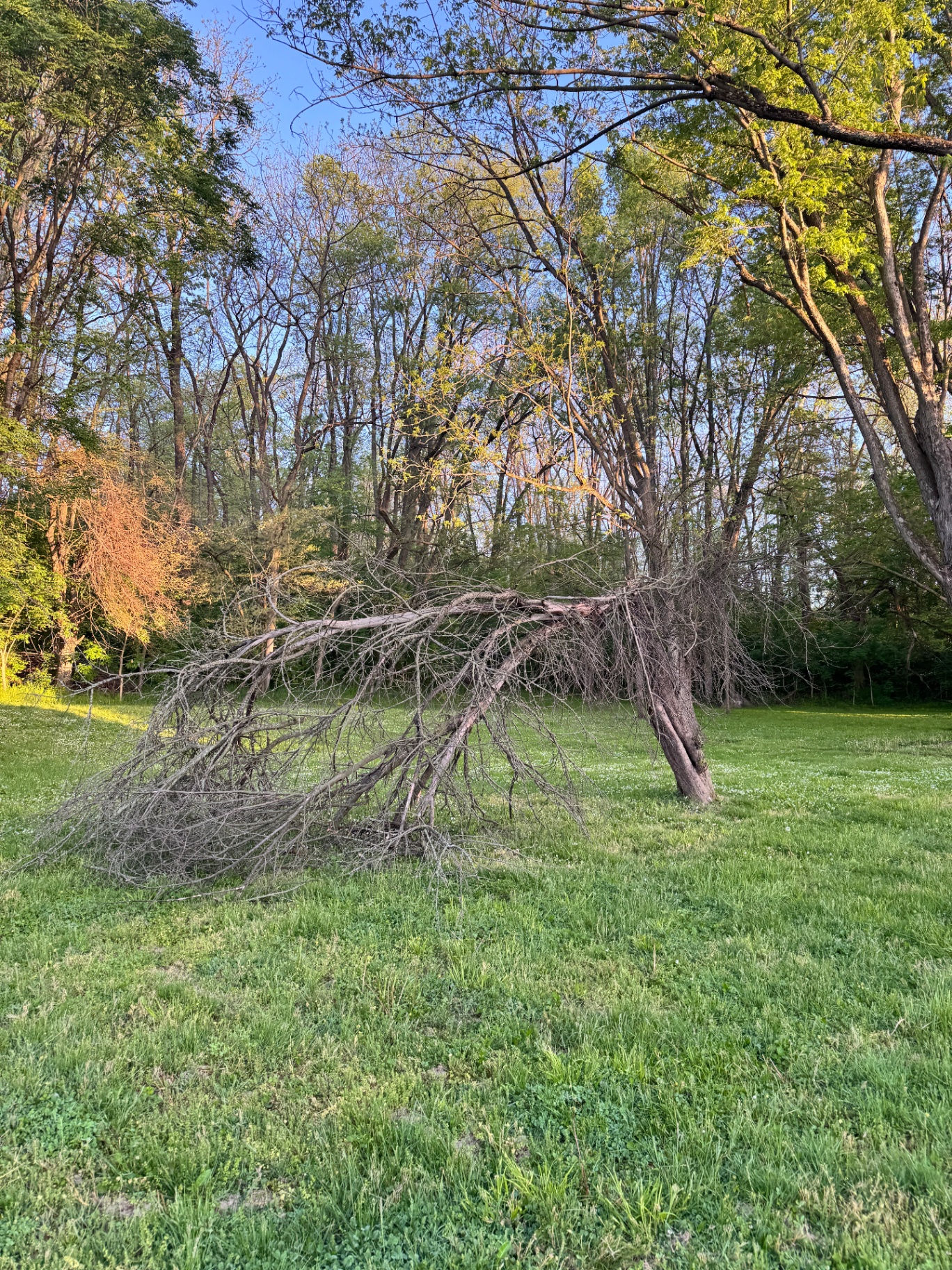 Fallen tree limbs piled in a backyard