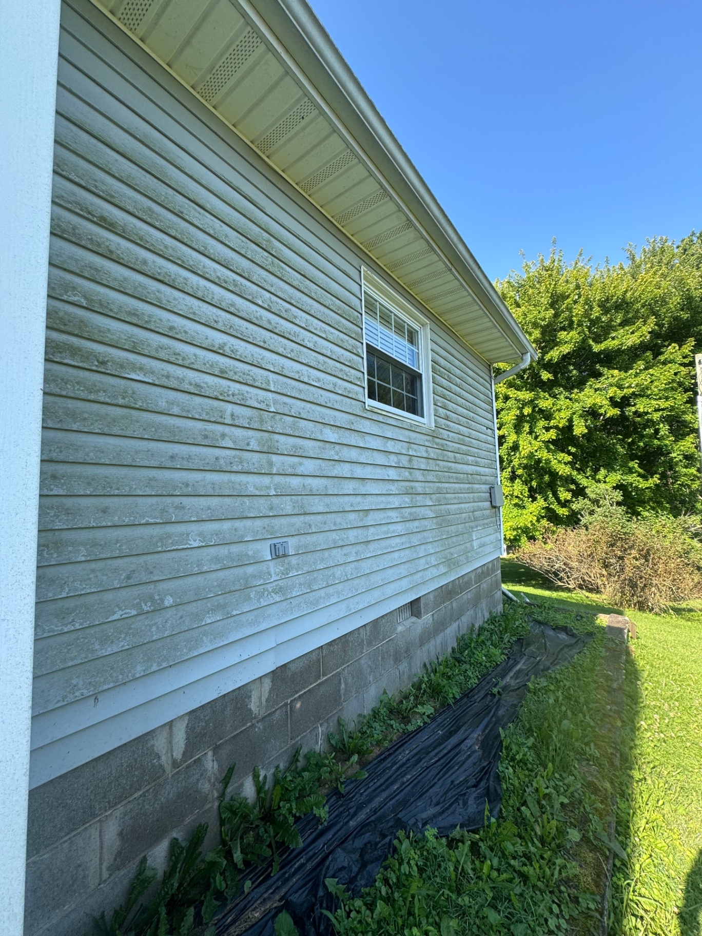 Dirty vinyl siding with green algae before washing