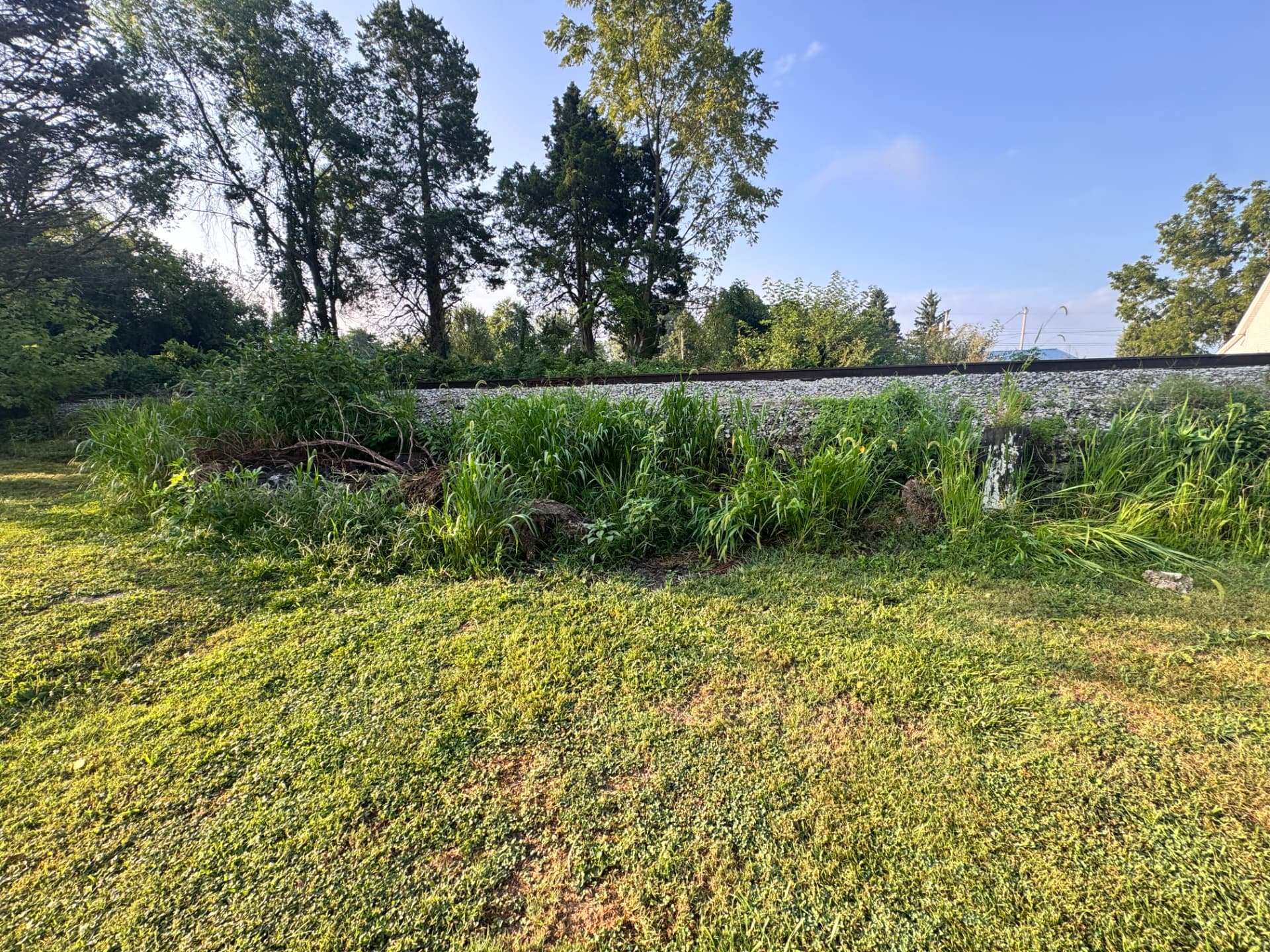 Overgrown embankment before hardscape build