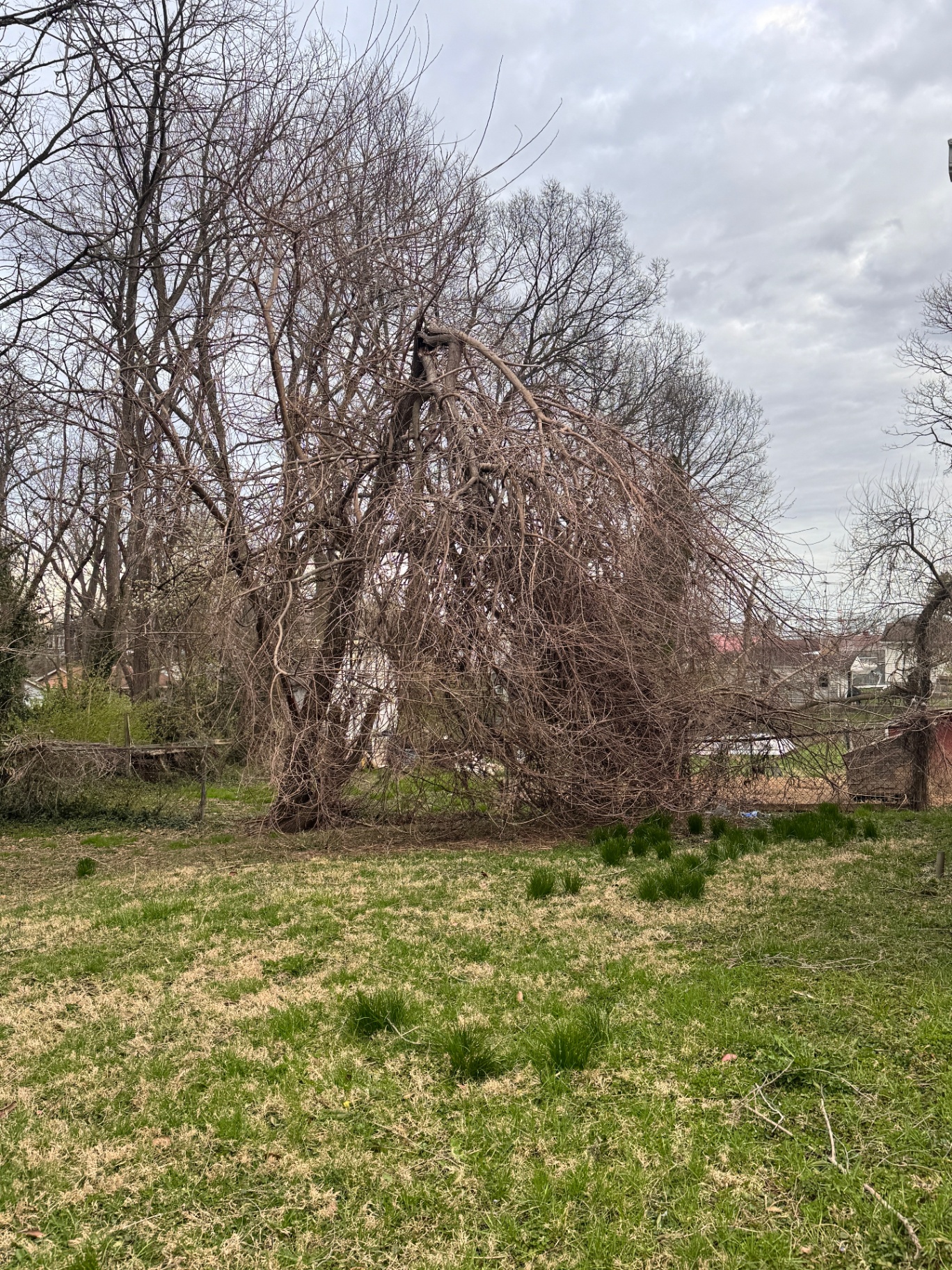 Overgrown tangled tree and brush overtaking a backyard